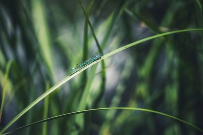 Close-up of insect on grass