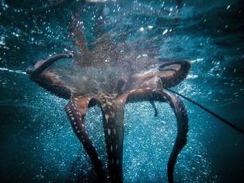 Octopus swimming in sea