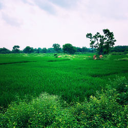 Scenic view of agricultural field against sky