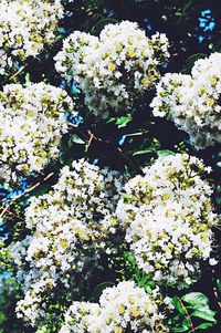 Close-up of white flowers