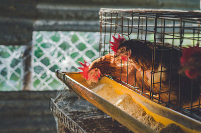 Hens in cage