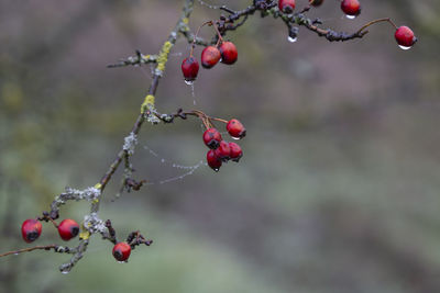 fruit