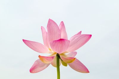 Close-up of pink lotus water lily against white background