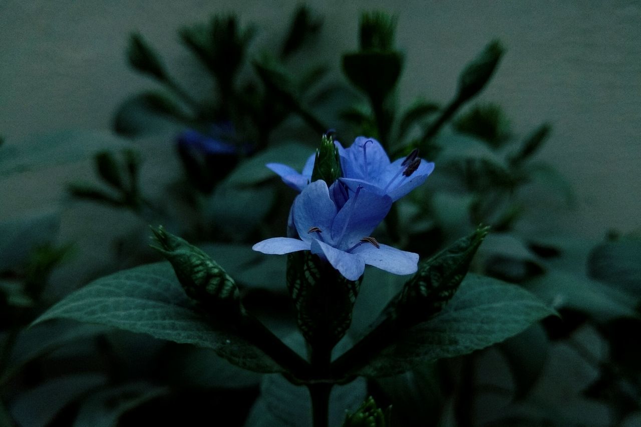 flower, petal, freshness, fragility, growth, flower head, purple, beauty in nature, close-up, plant, blooming, nature, single flower, focus on foreground, leaf, in bloom, stem, blossom, blue, botany