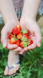 Ripe red strawberries in palms