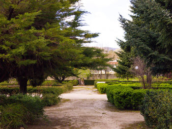 Footpath amidst trees