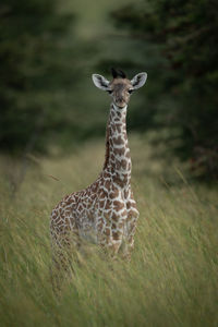 Baby masai giraffe facing camera in grass