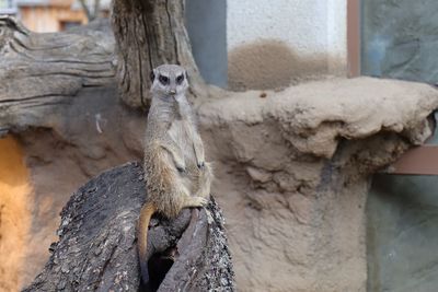 Close-up of squirrel sitting on wood