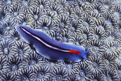 Beautiful bifurcated flatworm (psuedoceros bifurcus) on blue hard cora