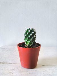 Close-up of potted plant on table against wall