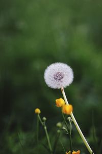 Close-up of dandelion flower growing on field