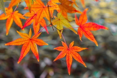 Close-up of orange maple leaves during autumn