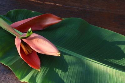 Close-up of lotus leaves