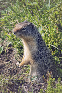 Close-up of marmot standing on alert