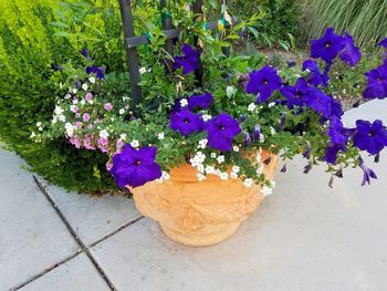 High angle view of purple flowering plants