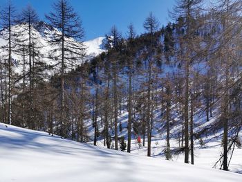 Pine trees on snow covered mountain against sky