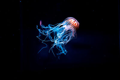 View of jellyfish swimming in sea