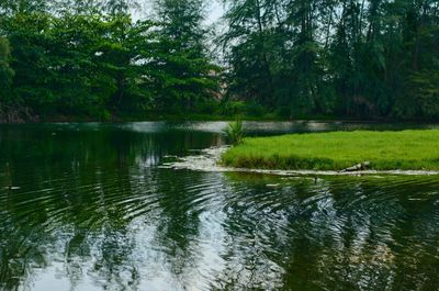 Scenic view of lake in forest