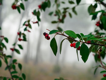 Close-up of plant