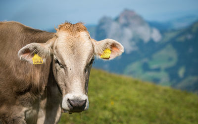 Portrait of cow on field