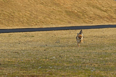 Dog running in a field