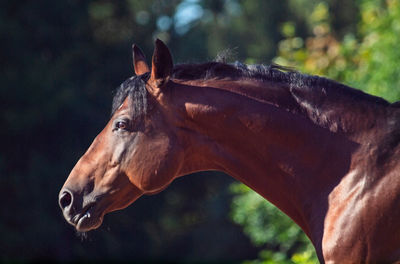 Close-up of a horse