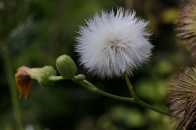 Close-up of dandelion