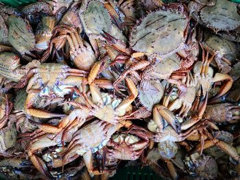 Full frame shot of fish for sale in market