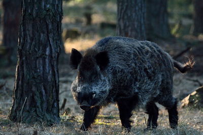 Front view of pig by tree