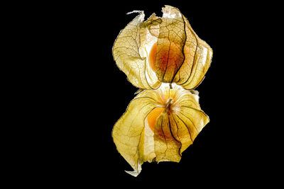 Close-up of wilted flower against black background