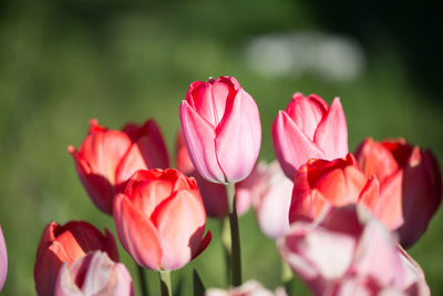 Close-up of pink flowers blooming outdoors