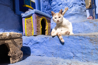 Cat in chefchaouene, morocco