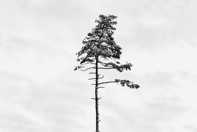 Low angle view of tree branch against sky