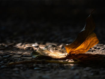 Close-up of dry leaf on wood