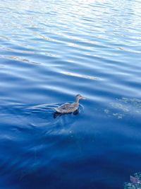 Fish swimming in lake