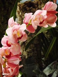 Close-up of pink flowers