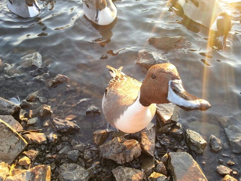 animal themes, water, animals in the wild, wildlife, bird, nature, duck, rock - object, lake, high angle view, stone - object, swimming, sunlight, outdoors, day, beauty in nature, pebble, lakeshore, reflection