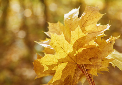 Close-up of dry leaf