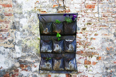 Close-up of potted plants on wall