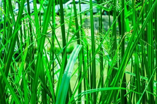 green color, growth, grass, plant, full frame, nature, blade of grass, backgrounds, lush foliage, leaf, beauty in nature, field, tranquility, green, close-up, freshness, day, outdoors, no people, growing