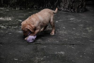 Dog playing on street
