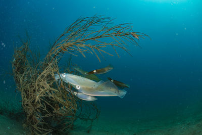 Spawning squid, wide angle