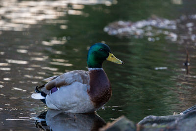 Close-up of mallard duck swimming on lake