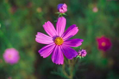 Close-up of pink cosmos flower