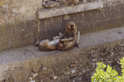 Monkey sitting on a wall