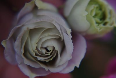 Close-up of rose