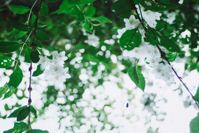 Close-up of white flowering plant