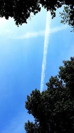 Low angle view of trees against sky