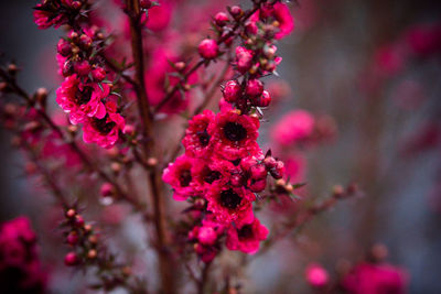 Close-up of pink cherry blossom