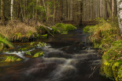 Stream flowing in forest